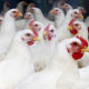 Flock of white broiler chickens