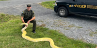 Environment Conservation Police Officer, Jeff Hull, with the illegally-owned 13-foot Burmese python seized from a New York home.